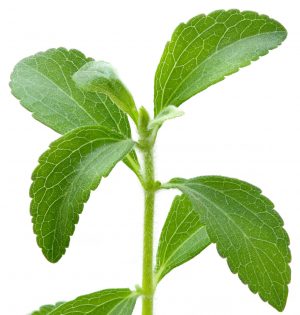 Närbild på växten stevia