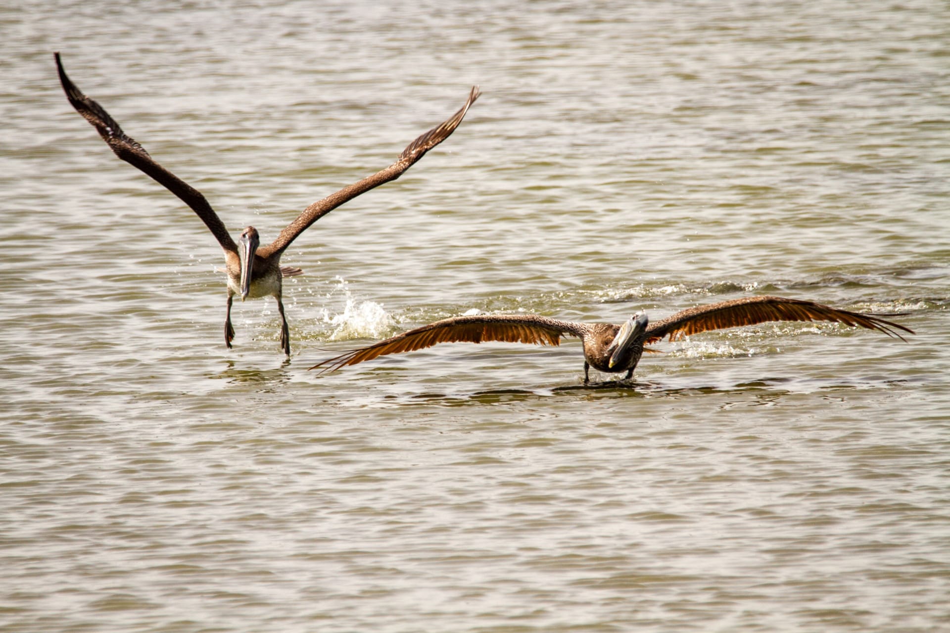 two pelicans starting their flight from water