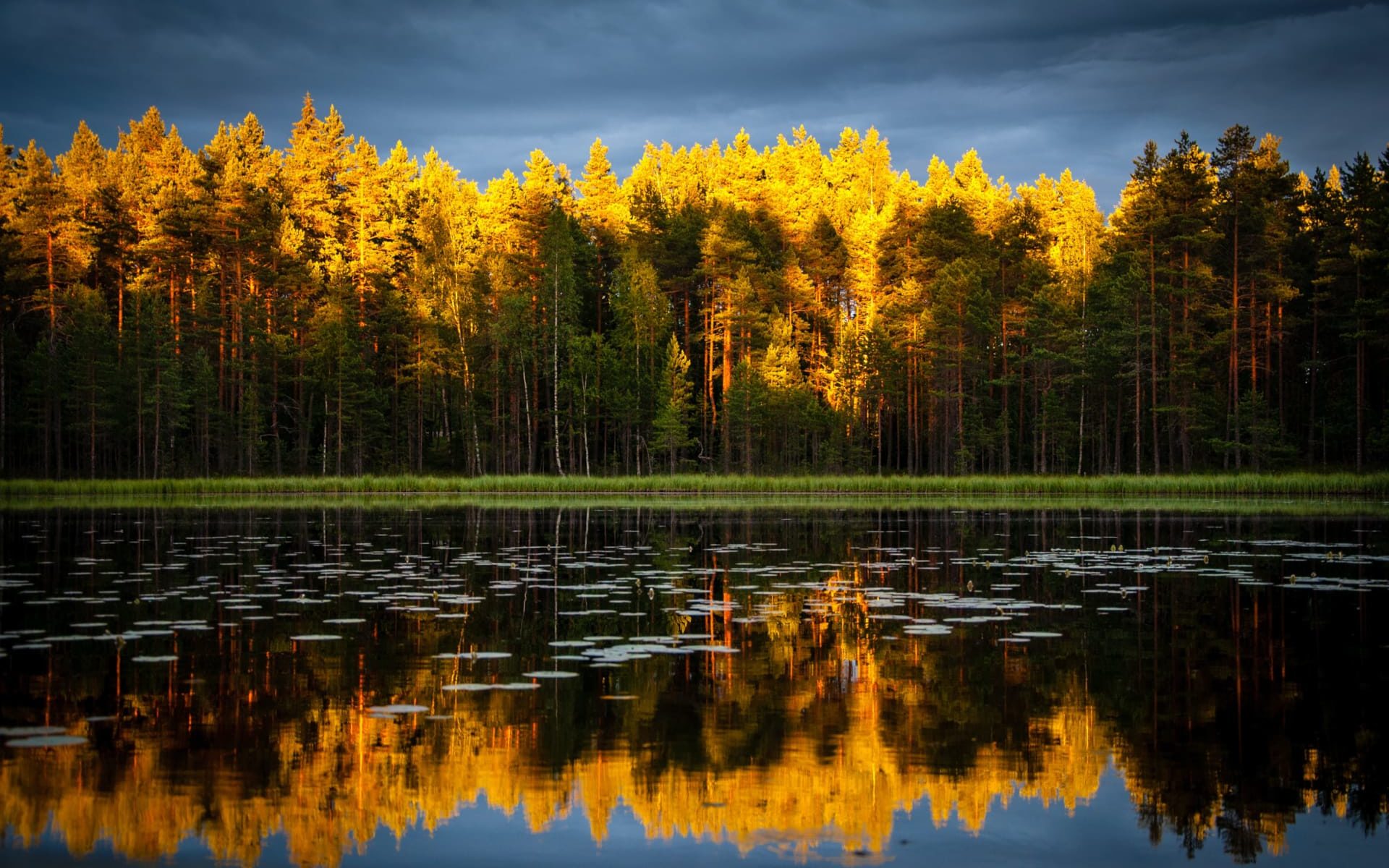 Skog i höst skrud som speglas i en sjö