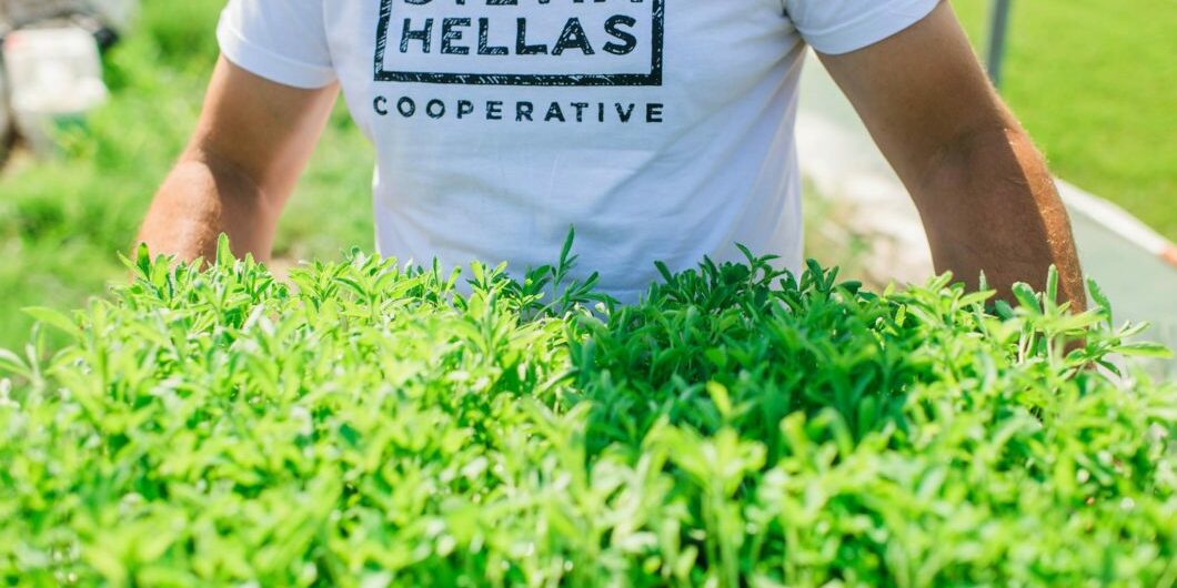 Photo: Stevia Hellas Cooperative